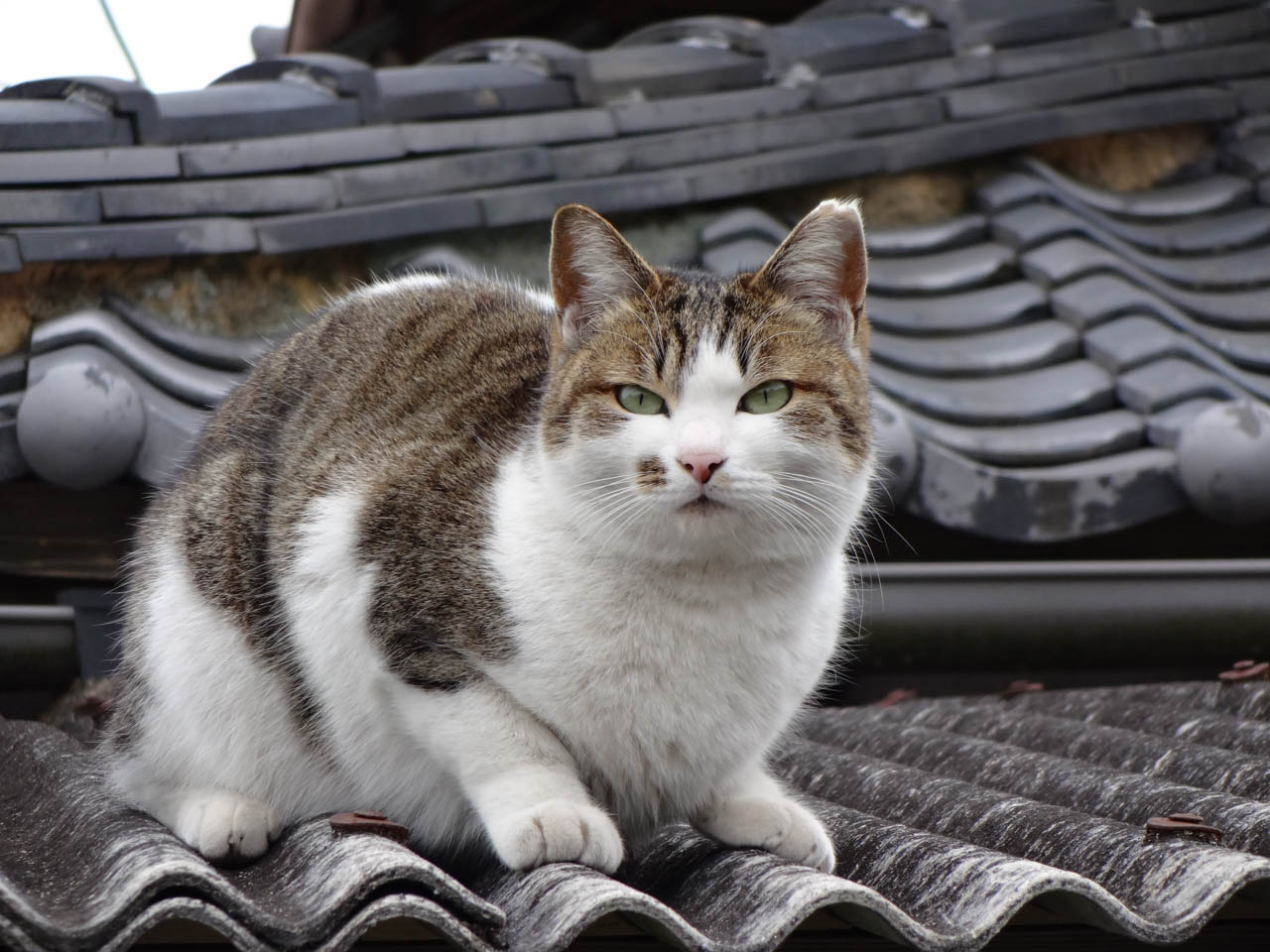 屋根に猫がいた