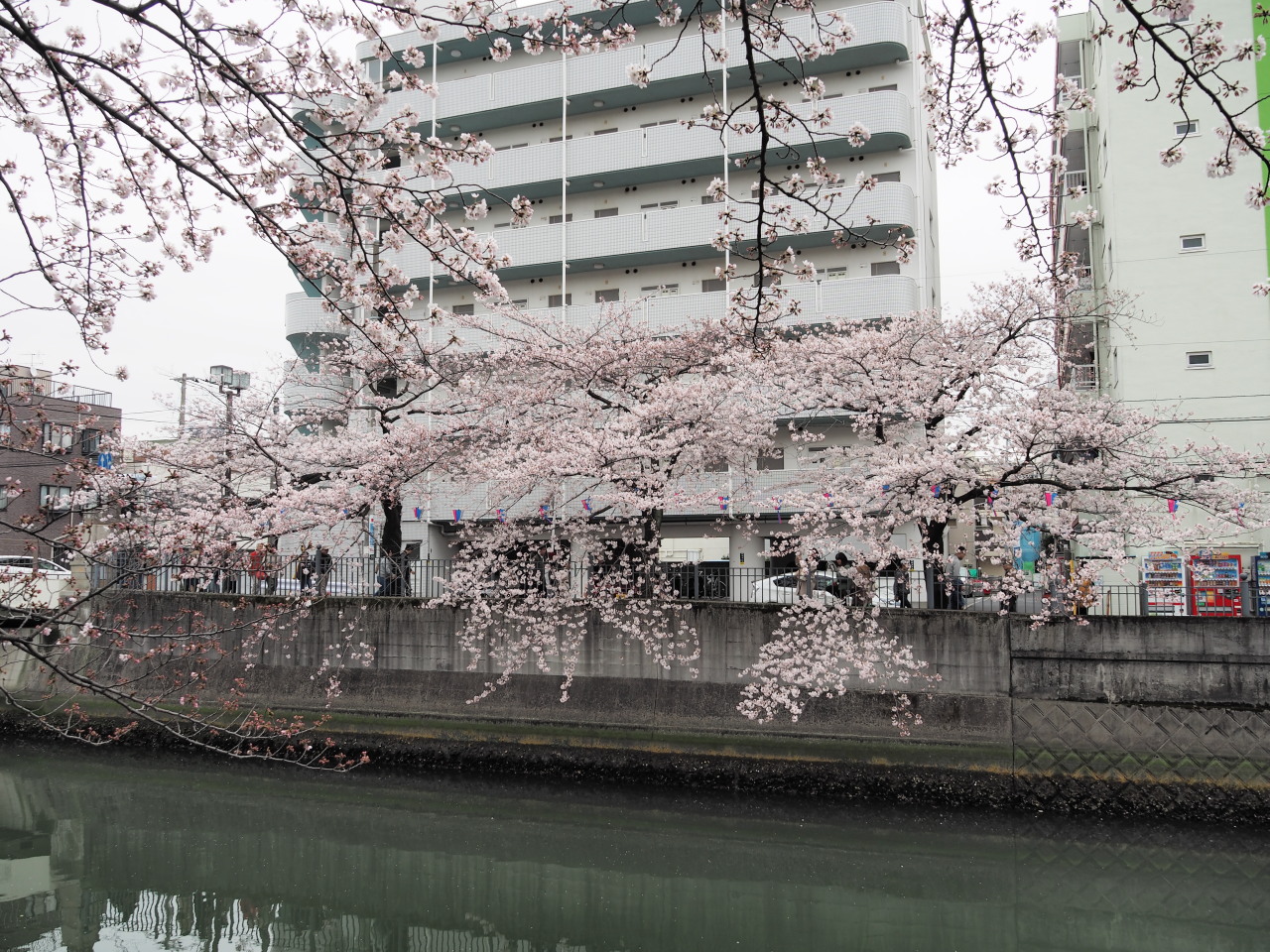 林立するビルの間に桜並木と川だけが、少し浮いている感じ