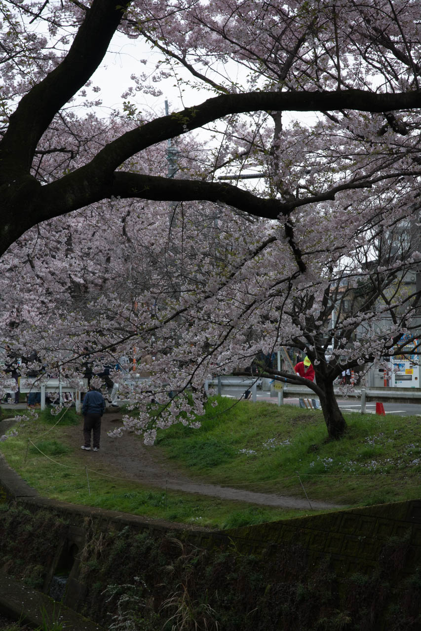 両岸の桜並木が近い