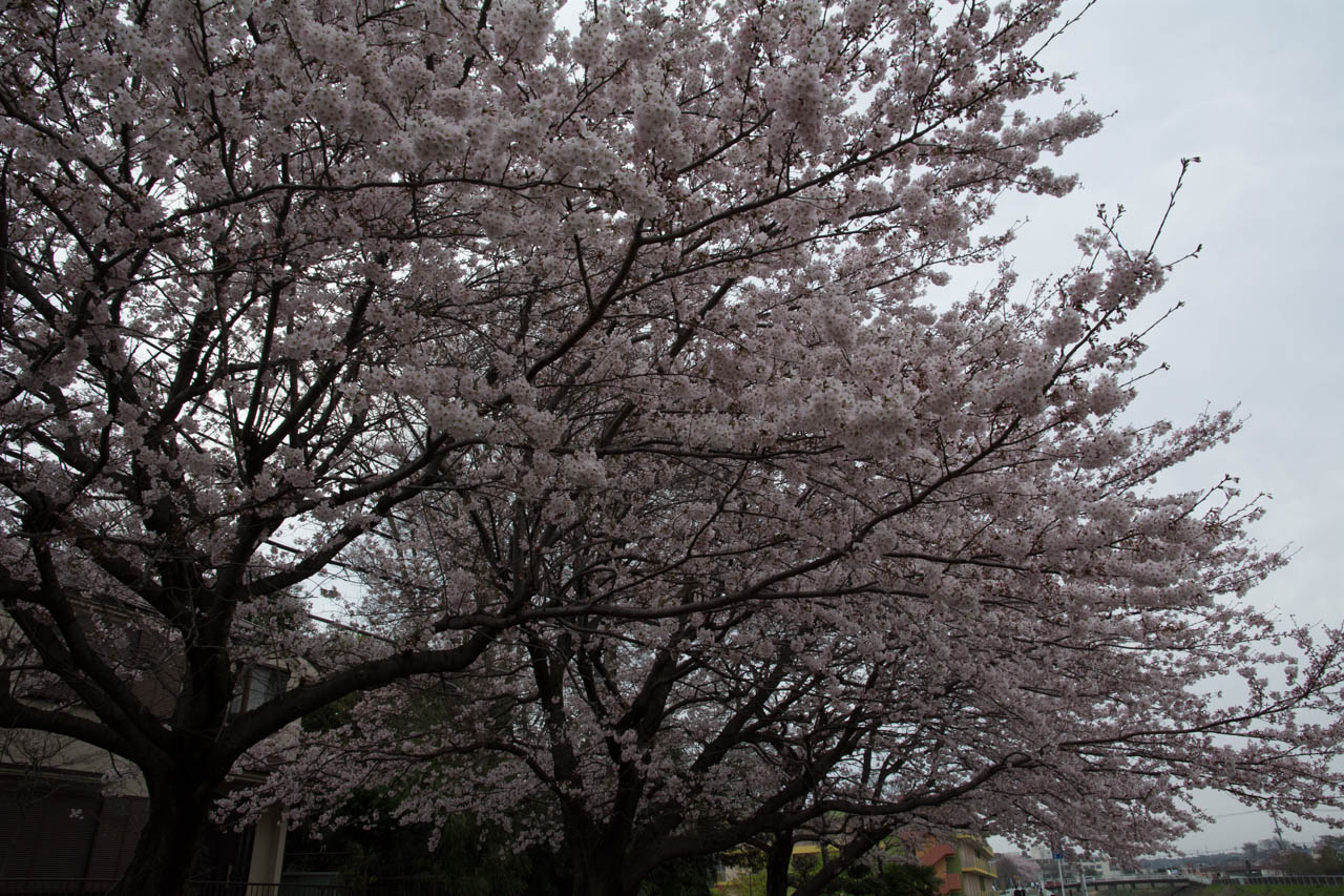 境川親水公園の桜並木