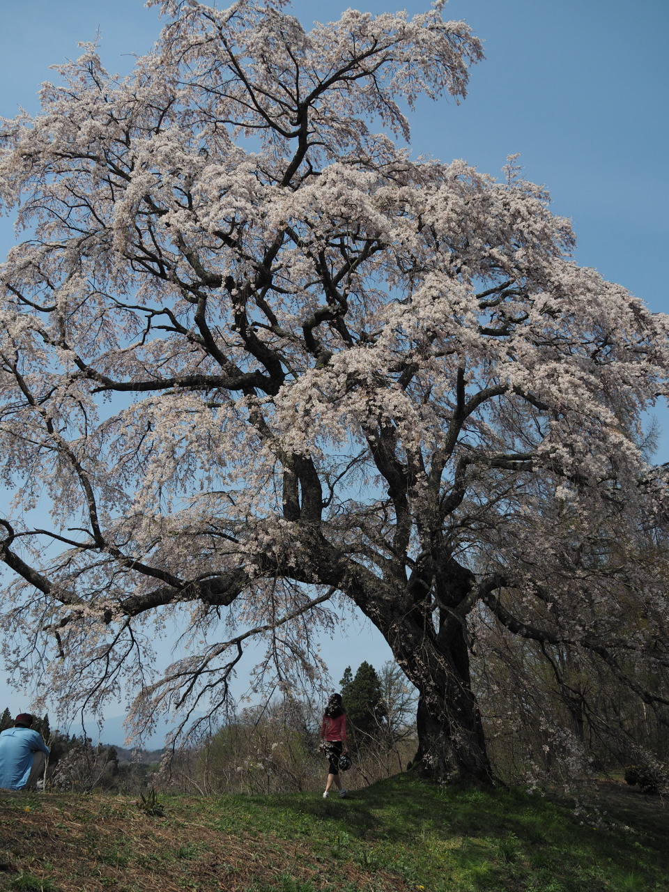 山上に立つ山桜の大樹