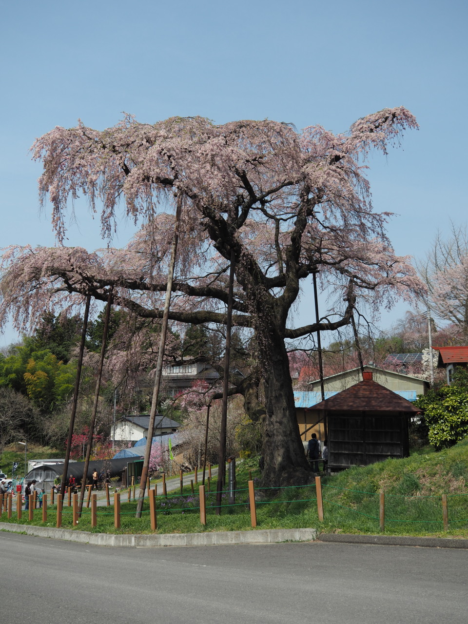 里道のお堂と桜の大樹