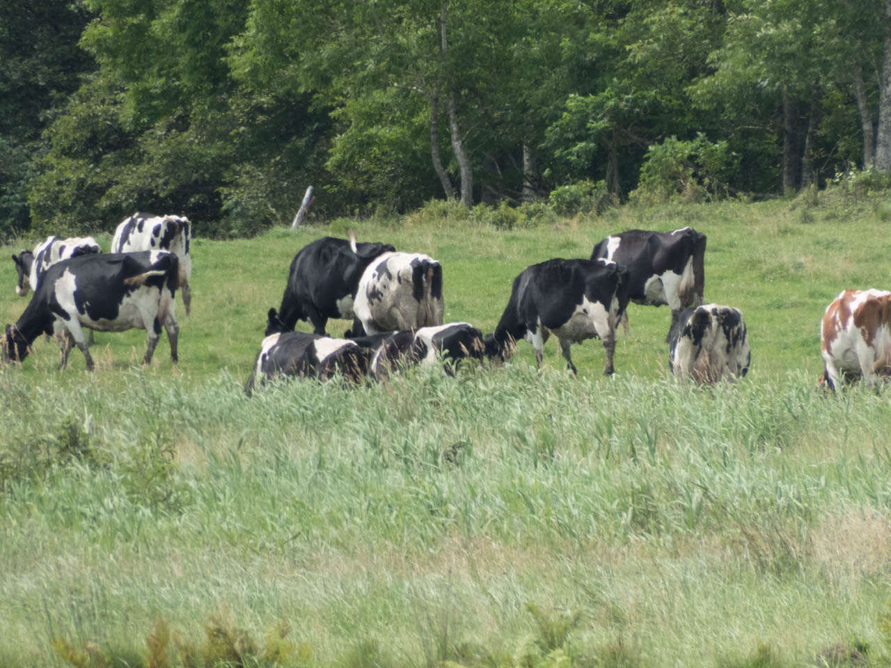牛たちがのんびり群れている